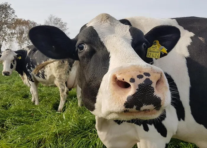 Ferien-und Bauernhof Gauster Semesterbostad *